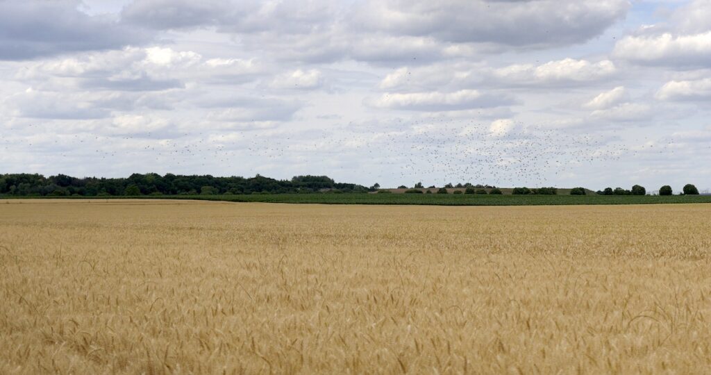 Écho du Triangle juillet 2026 Ble Oiseaux Catherine Radosa 1024x540